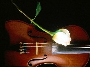 White, rose, violin