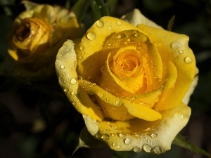 rose, leaves, Yellow Honda