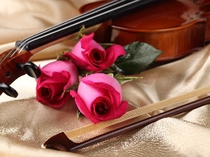 bow, roses, violin
