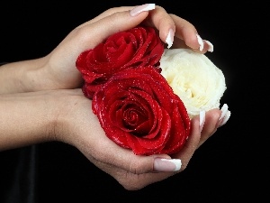 roses, Red, hands, White