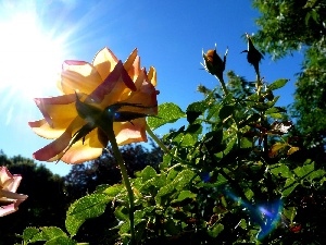 roses, sun, Sky, rays