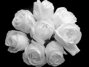 roses, Black and white, bouquet