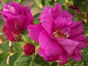 wild, roses, Pink