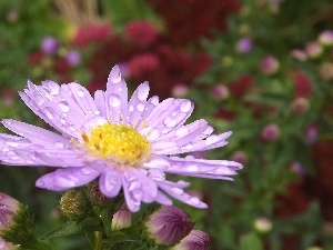 Rosy, droplets, Aster, Violet