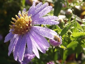 Rosy, droplets, Aster, Violet