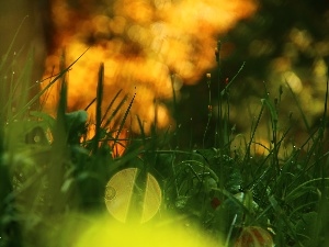 drops, Rosy, grass