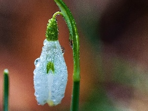 drops, Rosy, Snowdrop