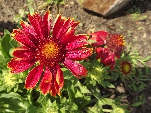 Rosy, drops, Colourfull Flowers, gaillardia aristata