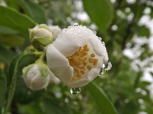 Rosy, drops, Colourfull Flowers, Leaf, jasmine