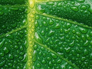 Rosy, drops, leaf, Close