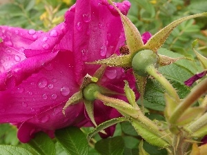 Rosy, drops, Pink, rose