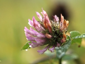 Rosy, drops, Pink, trefoil