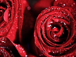 Rosy, drops, Red, roses