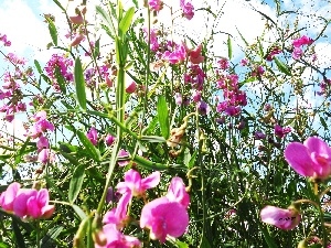 fragrant, rouge, peas