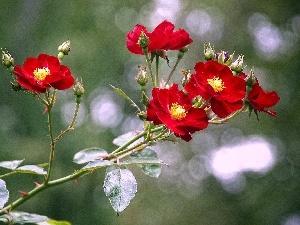 tiny, rouge, Bush