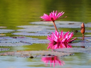 water, rouge, Lily