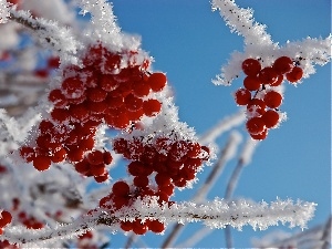 Fruits, rowan, frosty