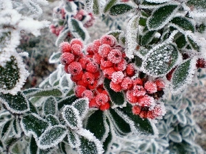 Fruits, rowan, frozen