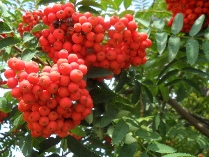 Grapes, rowan, Mature