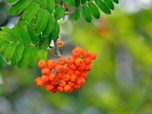 rowan, twig