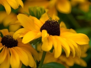 Rudbeckia brilliant