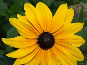 Rudbeckia brilliant