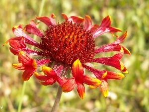 Close, gaillardia aristata, Colourfull Flowers