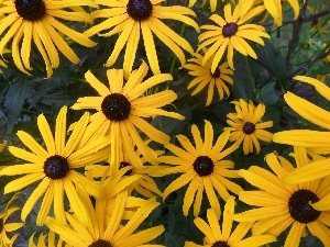 Flowers, Rudbeckia, Yellow