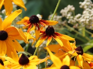 Flowers, Rudbeckia, Yellow