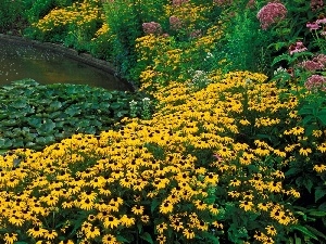 Rudbeckia brilliant, Nenufary, Flowers
