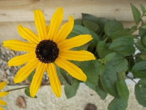 Rudbeckia fulgida, Rudbeckia brilliant