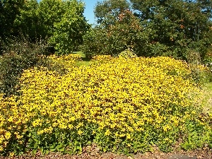 Rudbekie, flourishing