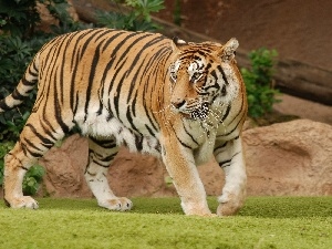 run, tiger