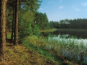 rushes, lake, forest, pine