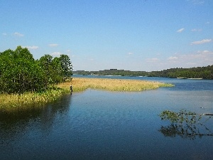 lake, rushes, Spring