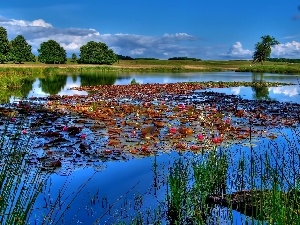 lilies, rushes, lake