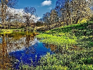 rushes, viewes, River, Spring, trees