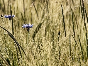 rye, Ears, Blue, cornflowers