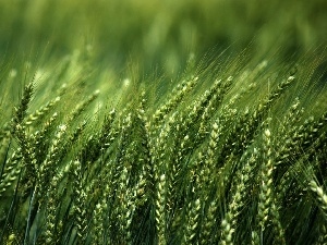 Ears, rye, corn