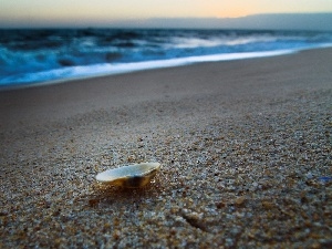 Beaches, Sand, shell