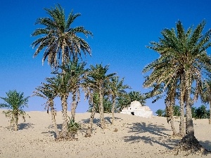 Sand, Palms