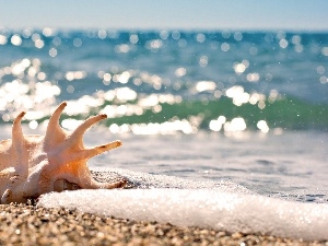 Sand, giant, Beaches, shell, sea, conch