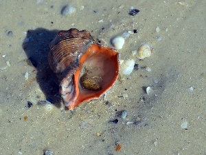 Shells, Sand, sea