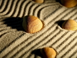 Sand, Shells