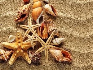 starfish, Sand, Shells