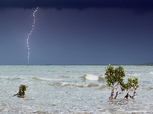 sea, Sapling, Storm