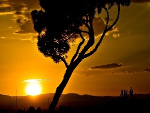 savanna, trees, west, sun