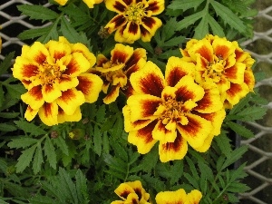 the scattered marigold