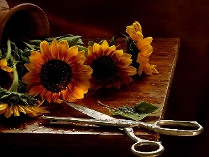 sunflowers, scissors, bouquet