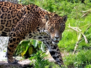 scrub, cat, Jaguar, wild